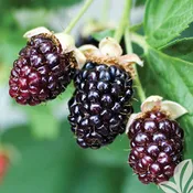 Brazos Blackberry