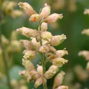 Alumroot prairie