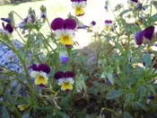 Viola tricolor Johnny jump up, Heartease Z 2-9 RESEEDING short-lived perennial