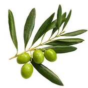 Arbequina Olive Tree