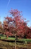 Amelanchier × grandiflora ‘Princess Diana’