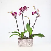 Grand Orchid Garden