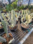 6″ Euphorbia White Ghost