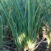 Chives