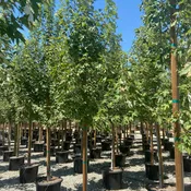 Armstrong Red Maple (Acer rubrum 'Armstrong')