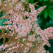 Astilbe thunbergii x 'Chocolate Shogun'