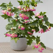 Abutilon ‘Pink Parasol’ (Abutilon hybrid)