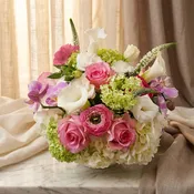 Blush Delight