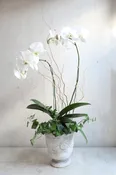 Modern Orchid Statement