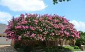 Basham Party Pink Crape Myrtle Trees