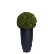 Boxwood Ball UV