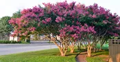 Pink Tuscarora Crape Myrtle Trees