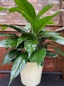 8" PEACE LILY PLANT