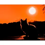 Autumn Cat