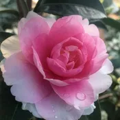 Dream Weaver Sasanqua Espalier (Pink)