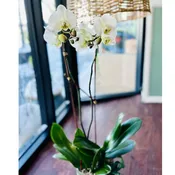 Double Stem White Phalaenopsis Orchid