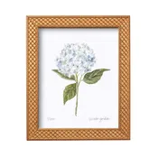 8x10 Hydrangea Print No. 1 By Susan Gordon