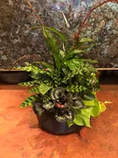 Easy and Green - Indoor Dish Garden