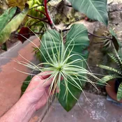 Tillandsia 'An Interesting Cross' (T. nuptialis x T. stricta Hard Leaf)