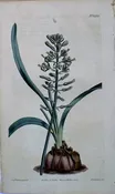 1444 (Drimia) The Botanical Magazine. London, 1812.