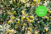 Dr. Deer Live Oak – Shipping Fall 2026