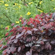 JAZZ HANDS® Velvet Chinese Fringe-Flower | Proven Winners®