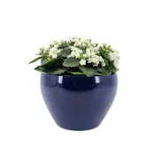 13" Faux White Kalanchoe in Glossy Navy Ceramic