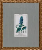 ANTIQUE BOTANA II