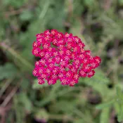 Achillea 'New Vintage Red' G01