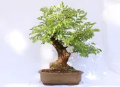 Chinese Elm Specimen Bonsai