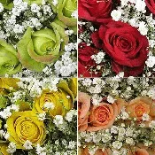 20 Half Dozen Rose Bouquets