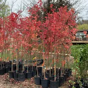 Autumn Blaze Maple (Acer ï¿½ freemanii)