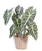 ALOCASIA POLLY