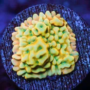 Beach Bum Montipora