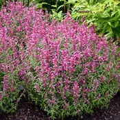 Agastache, Rosie Posie