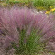Prairie Winds® 'Candy Floss' Muhly Grass (Muhlenbergia)