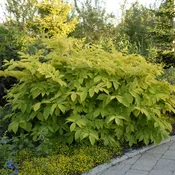 Aralia Sun King #1