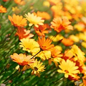 African Daisy Seeds