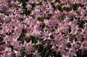 Argentine Rain Lily