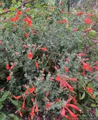 Epilobium (syn. Zauschneria) canum 'Calistoga', California Fuchsia or Hummingbird Trumpet