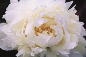 Peony - Bowl Of Cream