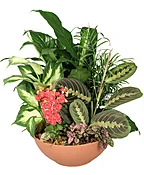 EUROPEAN DISH GARDEN