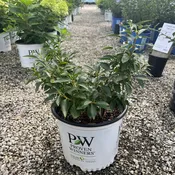 Show Off Sugar Baby Forsythia