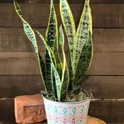 Sansevieria "Mother-In-Laws Tongue"