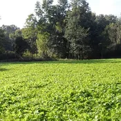 12-Point Buck w/ Turnips – Perennial (Coated &amp; Pre-Inoculated)