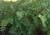 Adiantum pedatum   Maidenhair fern Z 4-9
