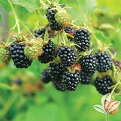 Apache Blackberry