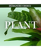 LOVELY PLANT