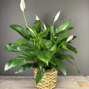 Peace Lily Plant- 6in