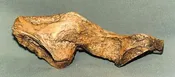T-rex Brain